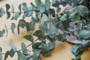 Bouquet d'eucalyptus true blue préservé
